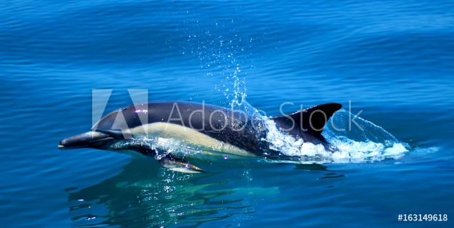 Picture of Dolphin in the water nature wildlife